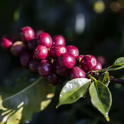 Close up shot of a Coffee bean plant