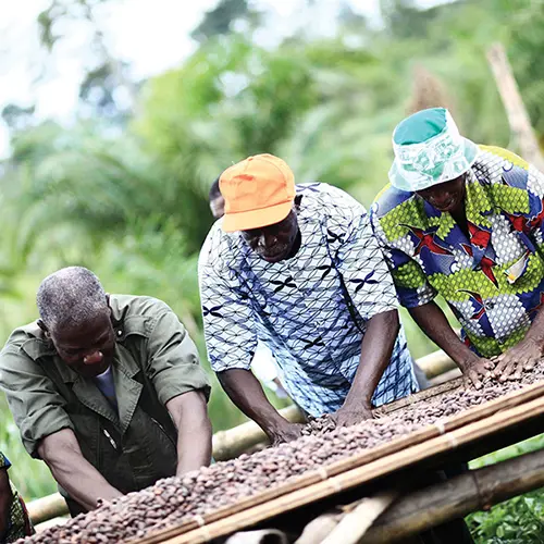 Group of farm workers sorting seeds