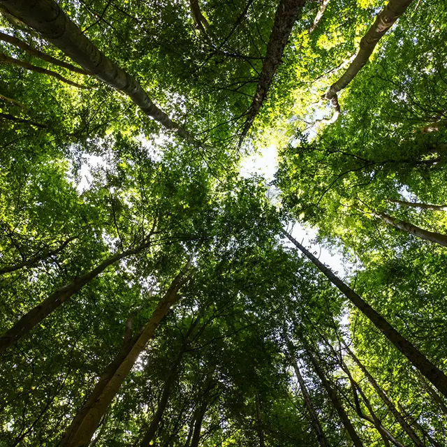 Low angle shot of tall Pine trees in a forest