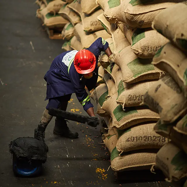 Worker opening a burlap bag