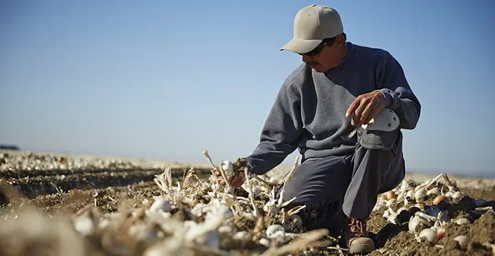 Male farm worker inspecting crop