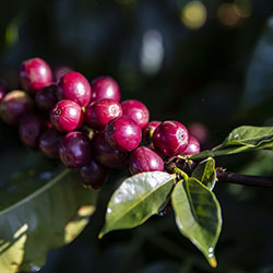 Close up shot a red coffee beans attached to the coffee bean plant