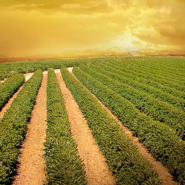 Open field with rows of green crops