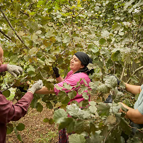 Female farm worker harvesting crops