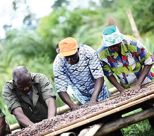 Three farmers sorting seeds