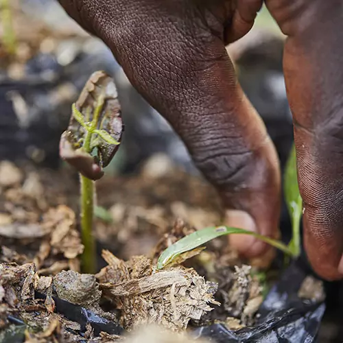 Close up shot of a seedling sprouting and the hand of someone doing something in the background