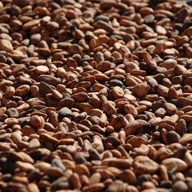 Close up shot of roasted coffee beans