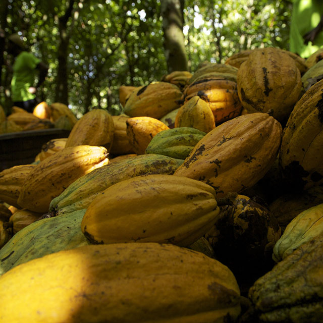 Close up shot of multiple cashew pods