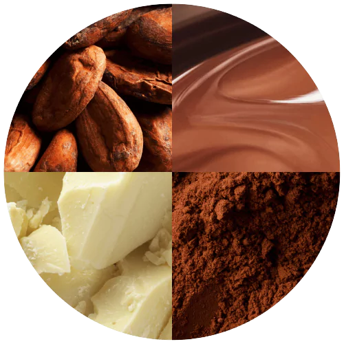 Close up shot of cocoa beans, cocoa liquid, white cocoa butter and cocoa powder