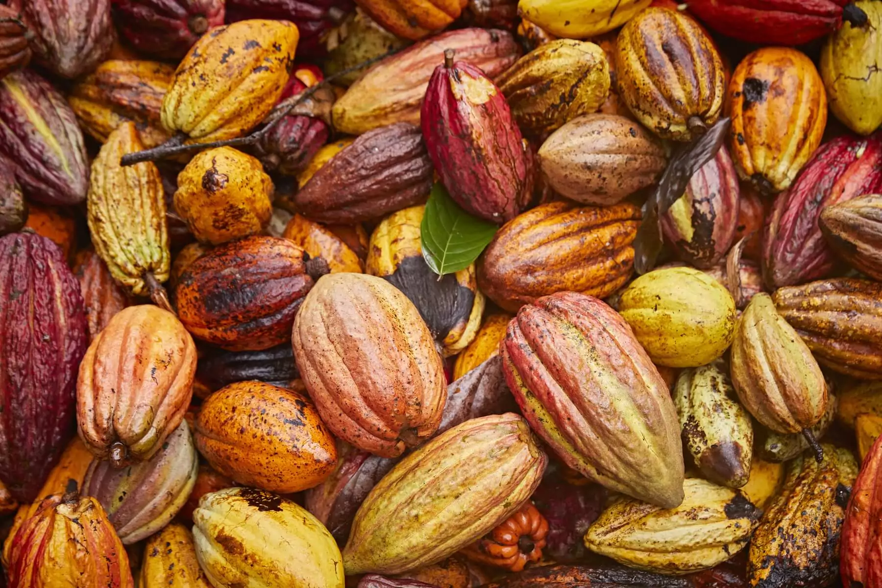 Close up shot of cocoa pods 