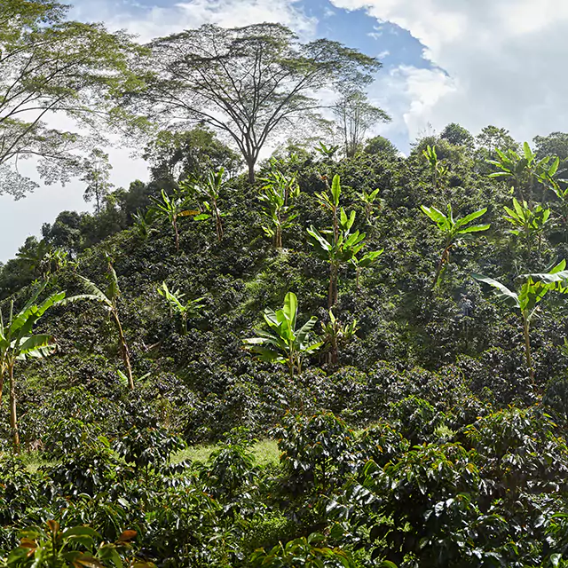 Landscape shot coffee beans plantation in Mexico