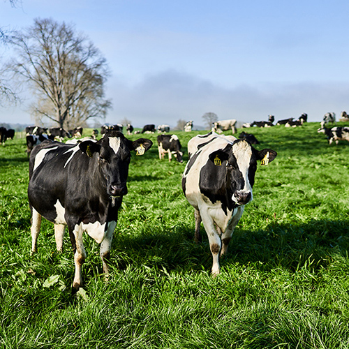 Cows in an open field