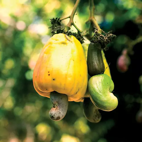 Close up shot of a cashew plant