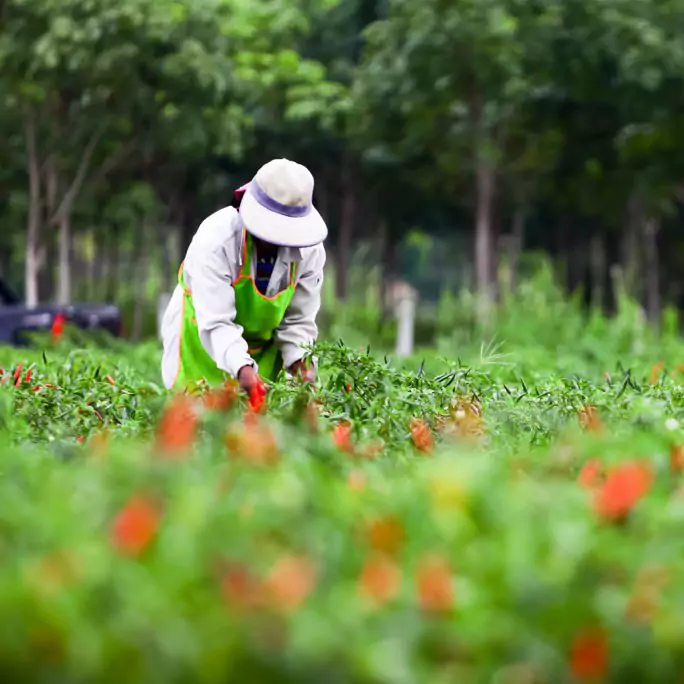 Farm worker harvesting crop