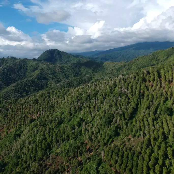 Landscape shot of forest