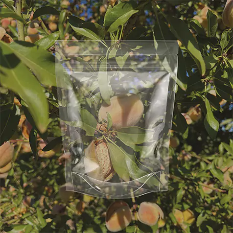 Picture of cocoa fruits in a plastic bag as critique to retail solutions