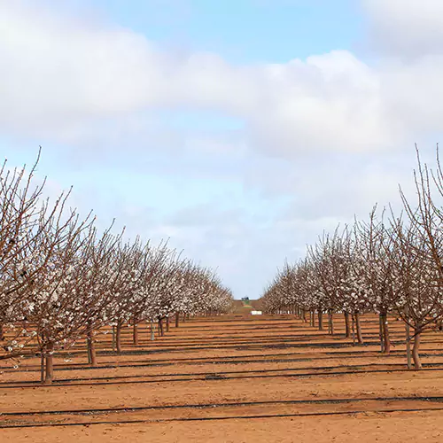 Landscape image of trees in a field