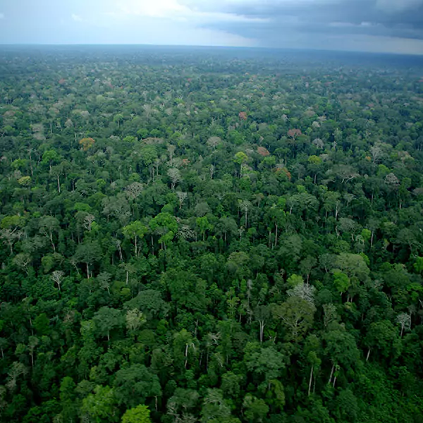 Arial shot of a green forest