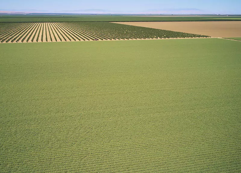 Landscape of an open green field filled with crops