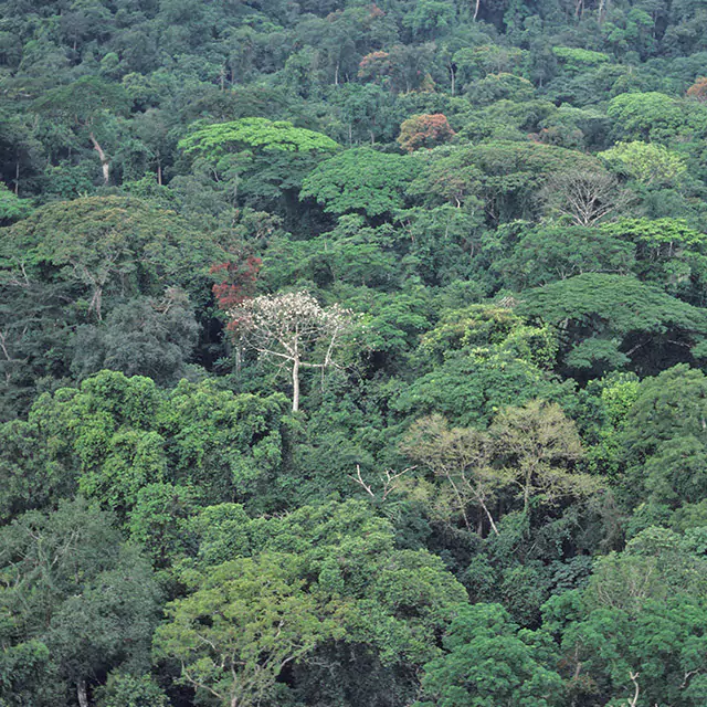 Scenic shot of a forest