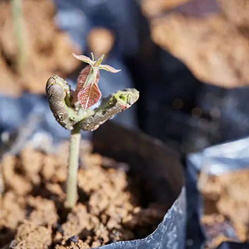 Close up of a sprouting plant