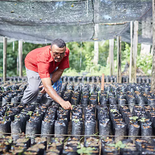 Farmer checking his plants