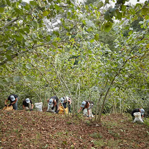 Group of people working together in a forest