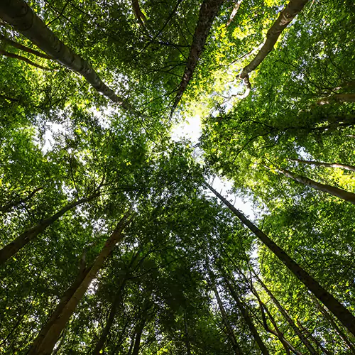 Low angle shot of tall Pine trees in a forest