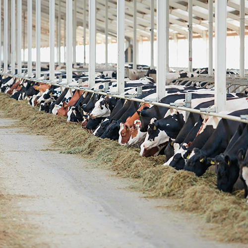 Cows on a farm grazing