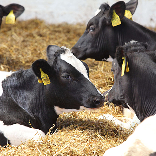 Three tagged cows relaxing